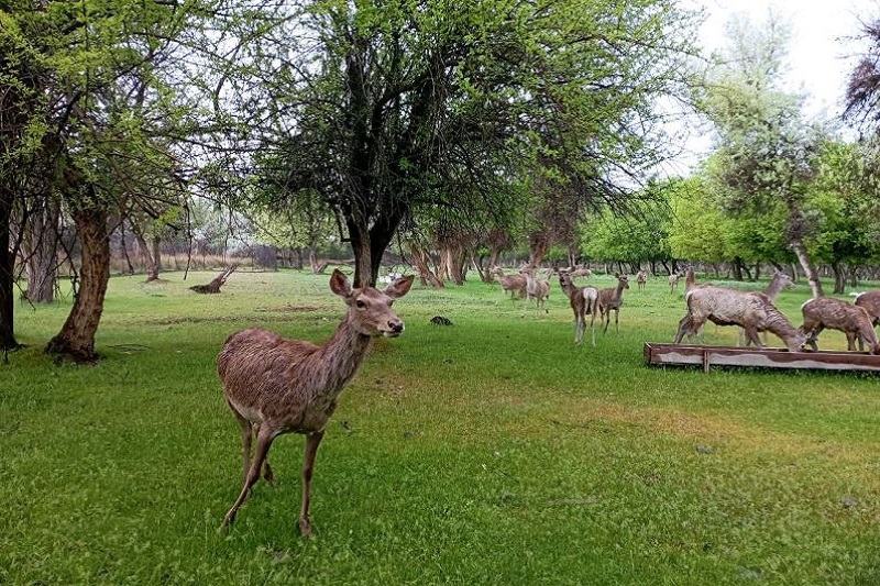 ��� ��� ����������