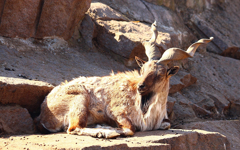 охота на горный козел в таджикистане