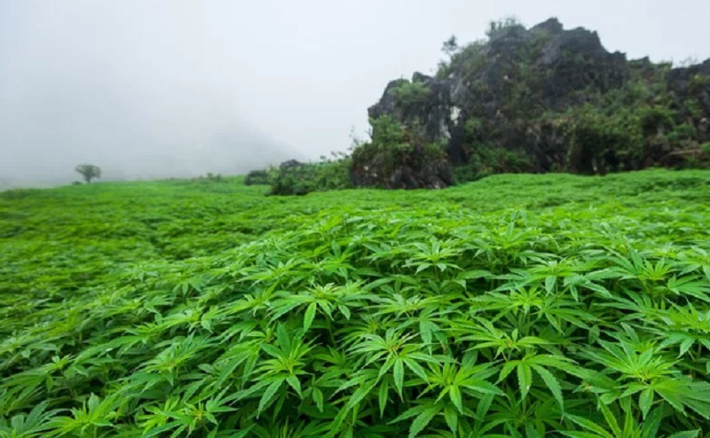 Многолетняя конопля как правильно посадить и вырастить марихуану