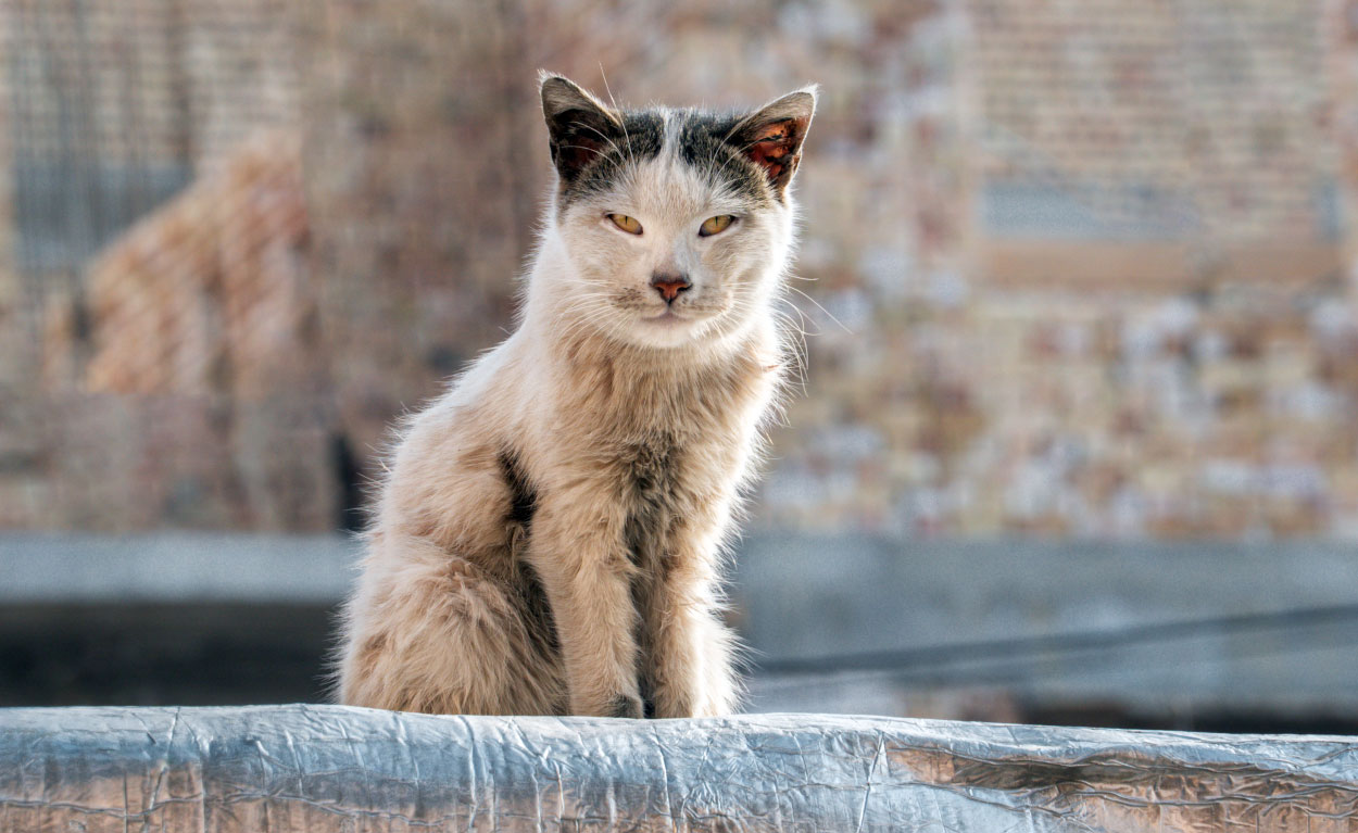 Кошка ташкент. Уличная кошка. Ласковая кошка уличная. Кошачья улица. Кошки в Ташкенте.